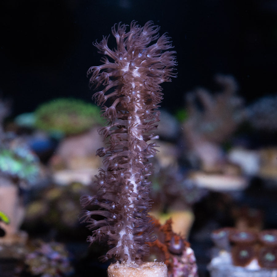 SBM Gorgonia Fotosintetica Extragruesa