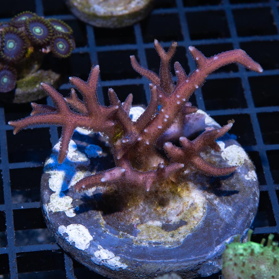 SBM Seriatopora Hystrix