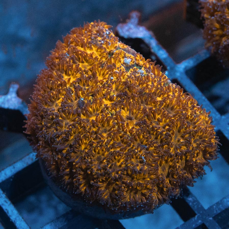 SBM Leptastrea Honeycomb 4 cm