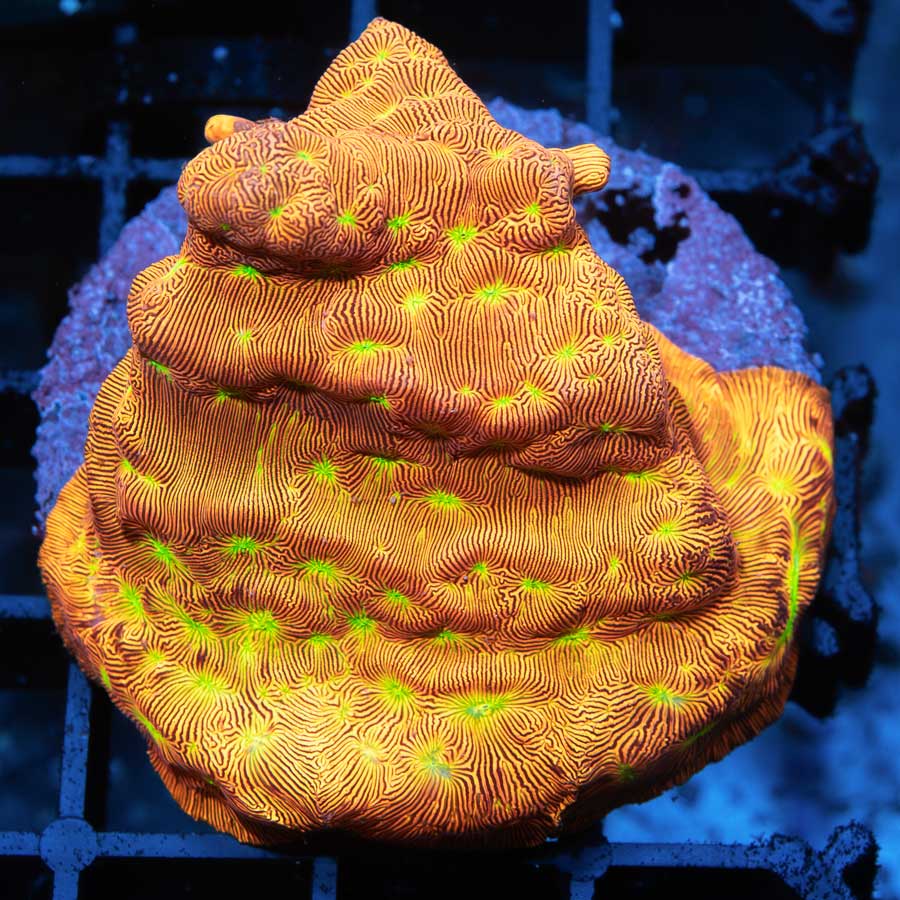 SBM Leptastrea Jack O' Lantern
