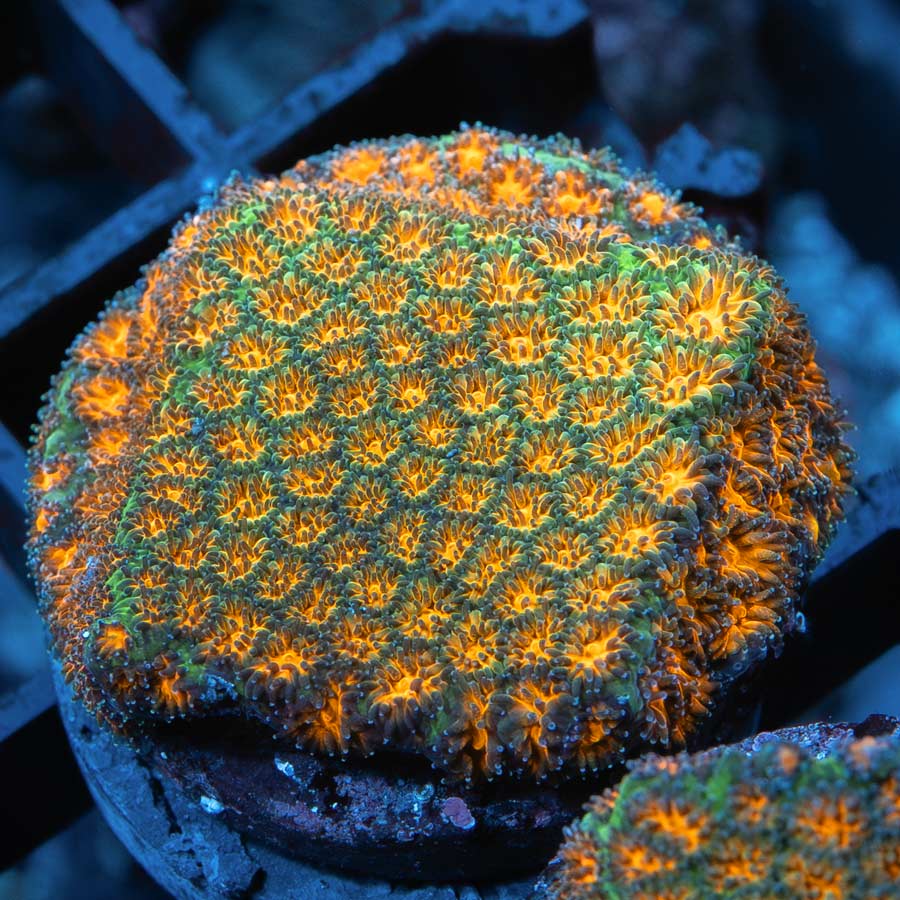 SBM Leptastrea John Deere