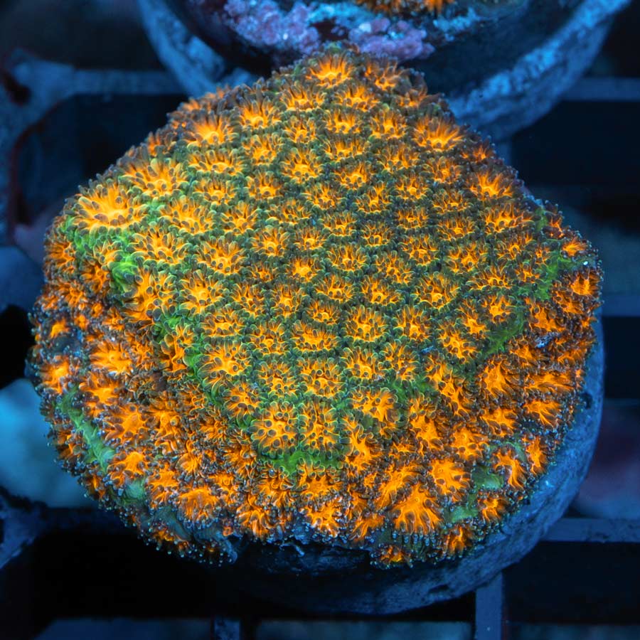 SBM Leptastrea John Deere