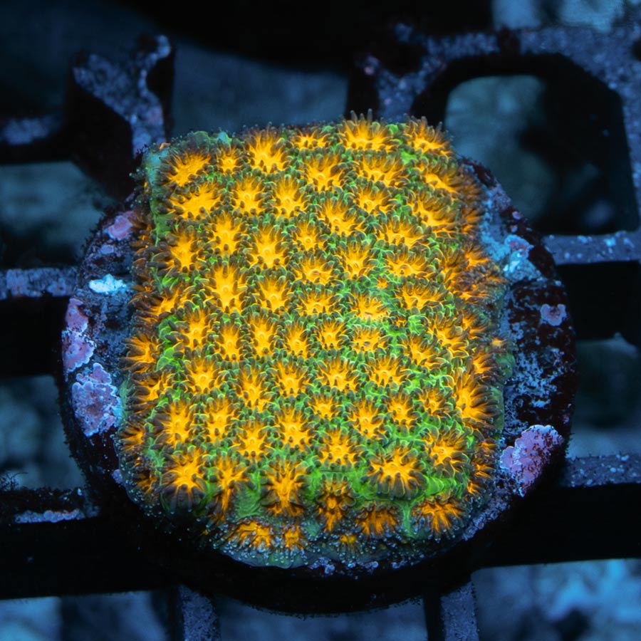 SBM Leptastrea Jhon Deere