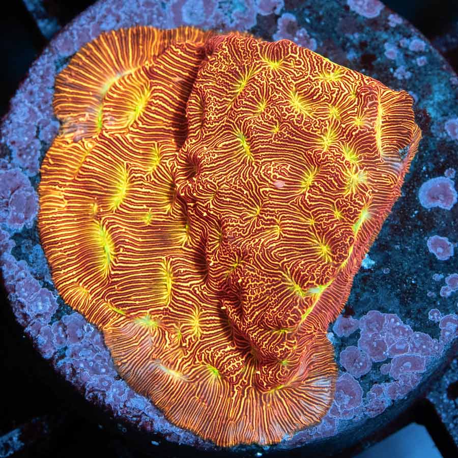 SBM Leptoseris Jack o Lantern MD 5cm (preciosa)