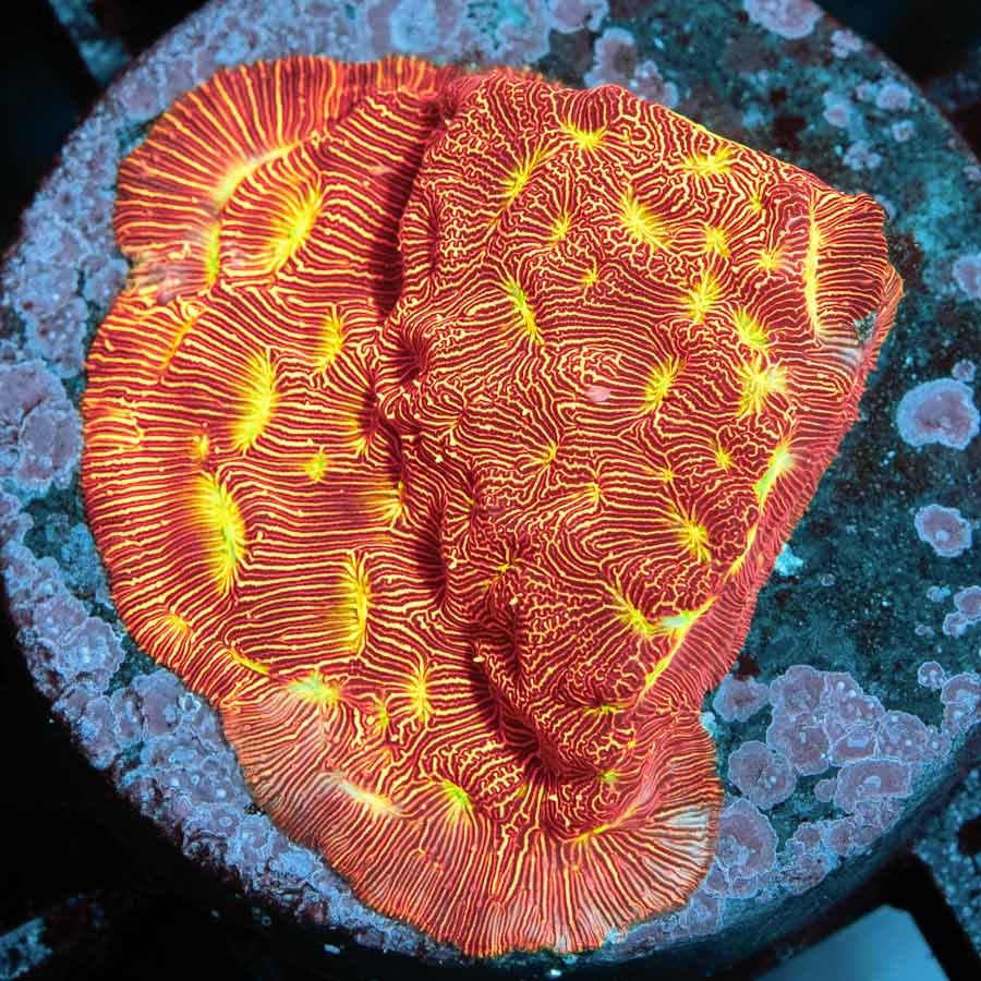 SBM Leptoseris Jack o Lantern MD 5cm (preciosa)