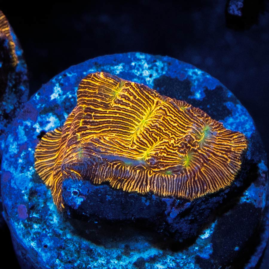 SBM Leptoseris Jack O Lantern Mini