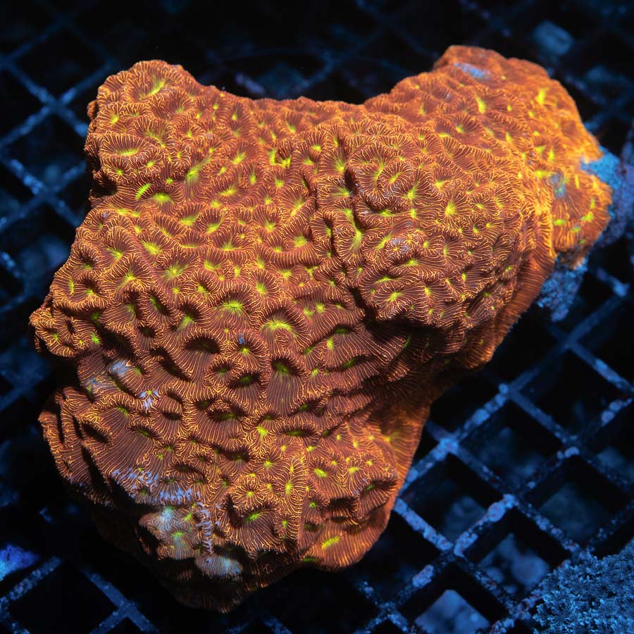 SBM Leptoseris Jack o' Lantern (pieza)