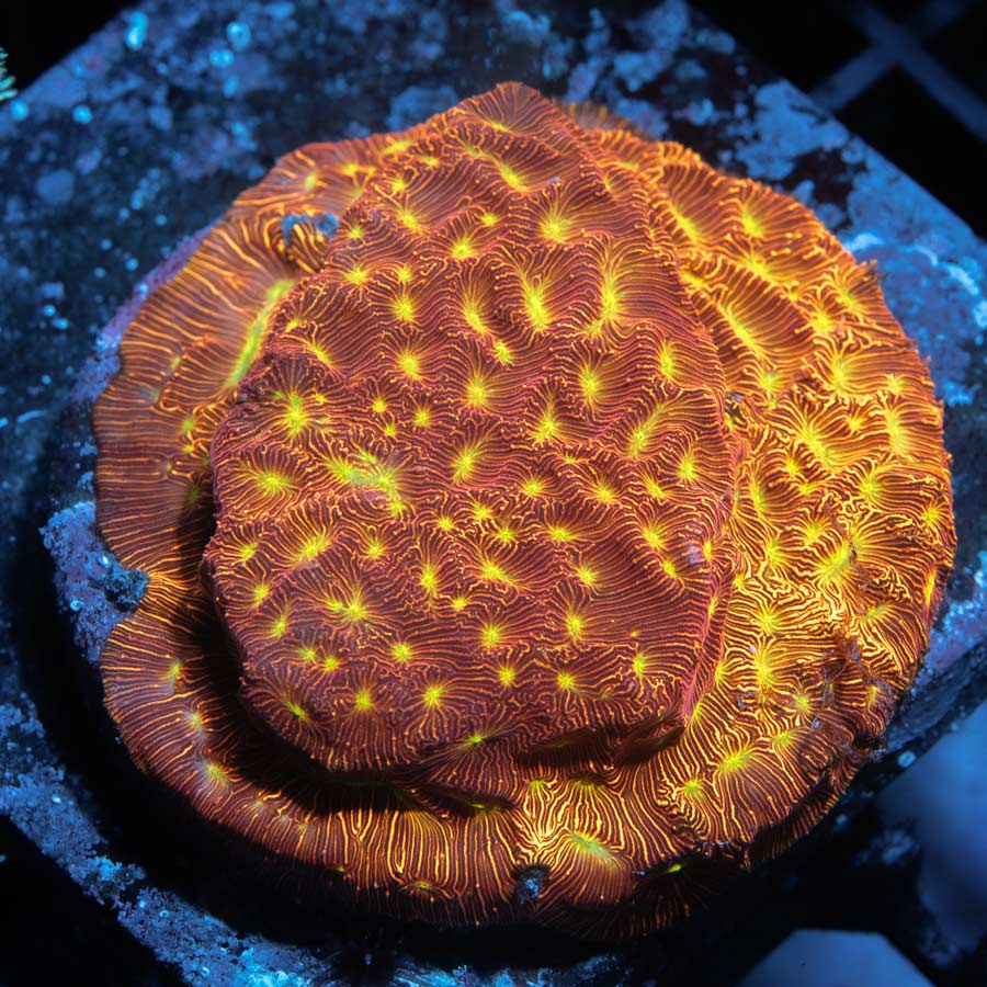 SBM Leptoseris Jack O Lantern md