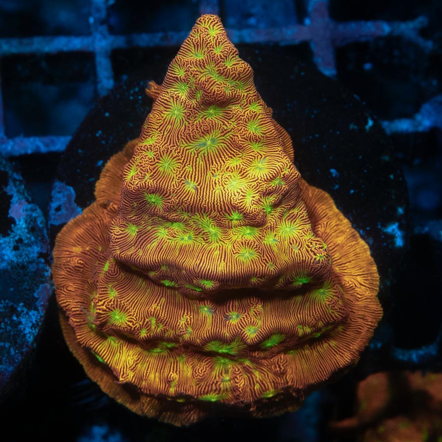 SBM Leptoseris Jack O'Lantern md