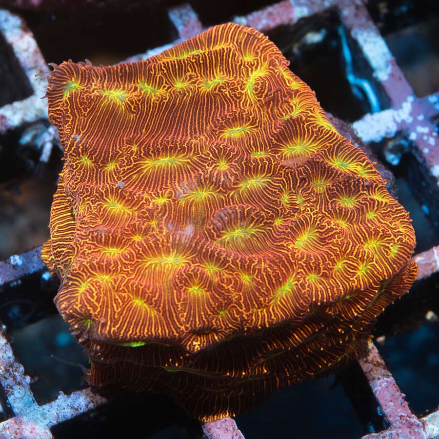 SBM Leptoseris Jack O'Lantern