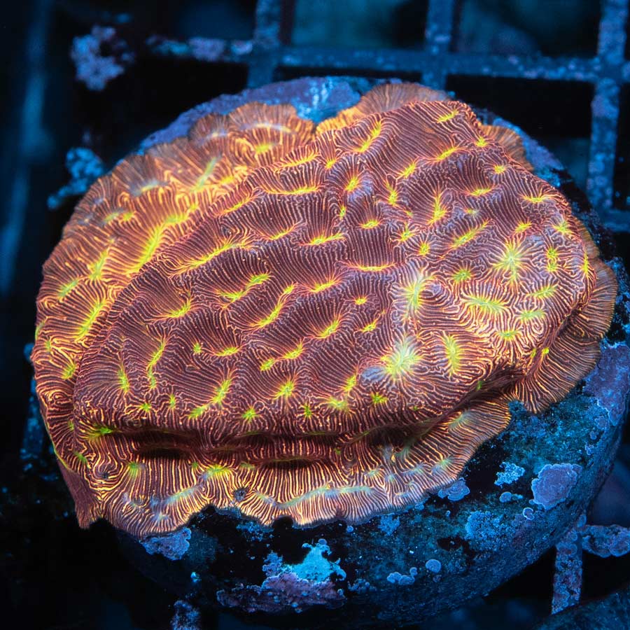 SBM Leptoseris Jack O Lantern md