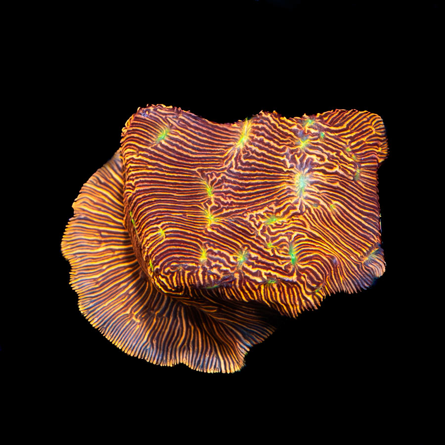 SBM Leptoseris Jack O Lantern