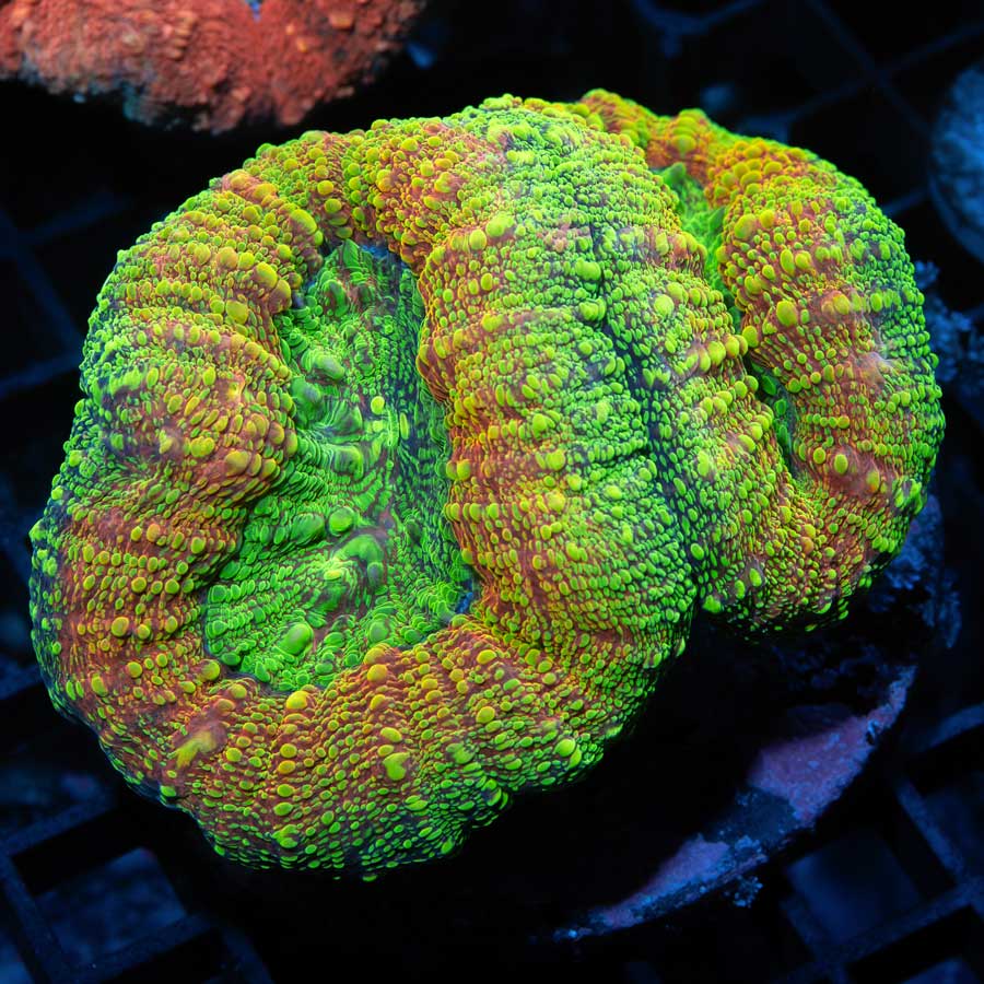 SBM Lobophyllia Caipirinha 2 polipos (espectacular)