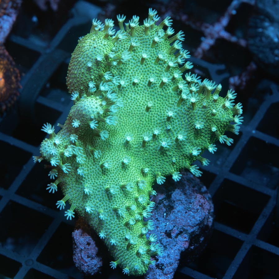 SBM Lobophyton Christmas