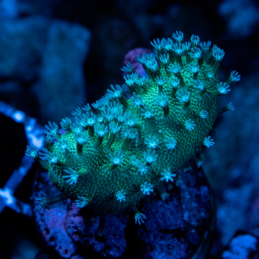 SBM Lobophyton Christmas