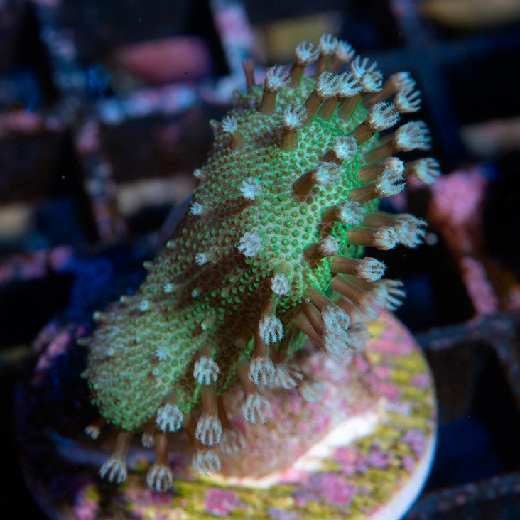SBM Lobophyton Christmas