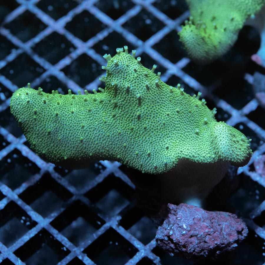 SBM Lobophyton Green