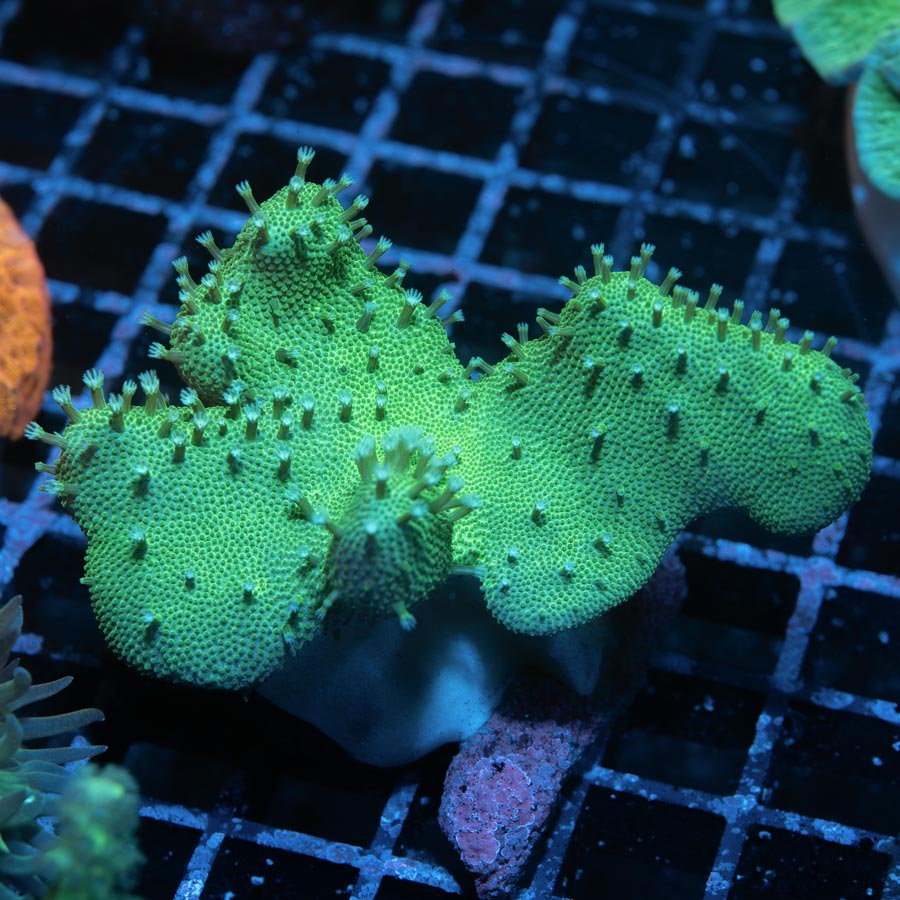 SBM Lobophyton Christmas