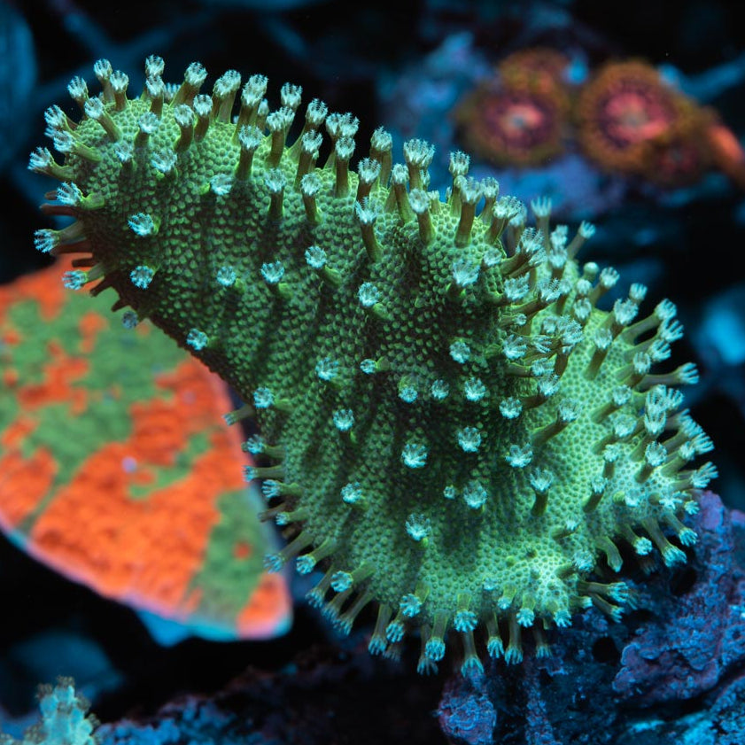 SBM Lobophyton Christmas