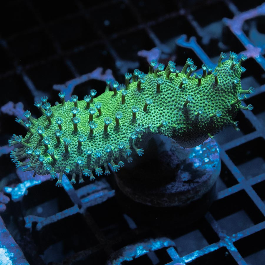 SBM Lobophyton Christmas Ultra