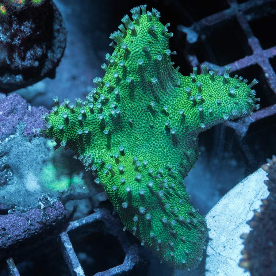SBM Lobophyton Crhistmas Ultra