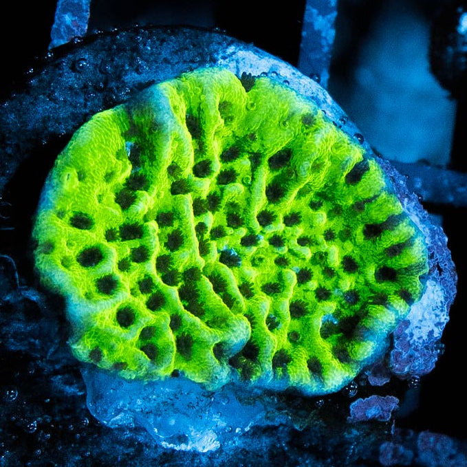 SBM Montipora Plato Difusa