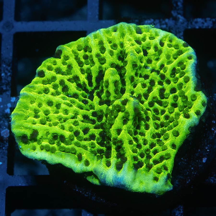 SBM Montipora Difusa