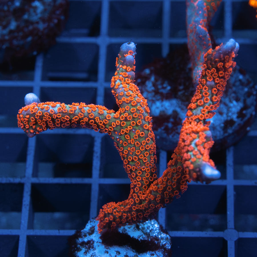 SBM Montipora Digitata Forest Fire