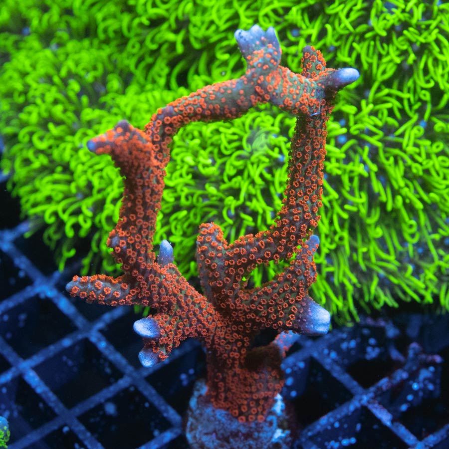 SBM Montipora Digitata