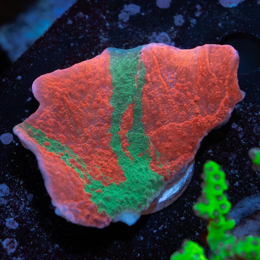 SBM Montipora Grafted