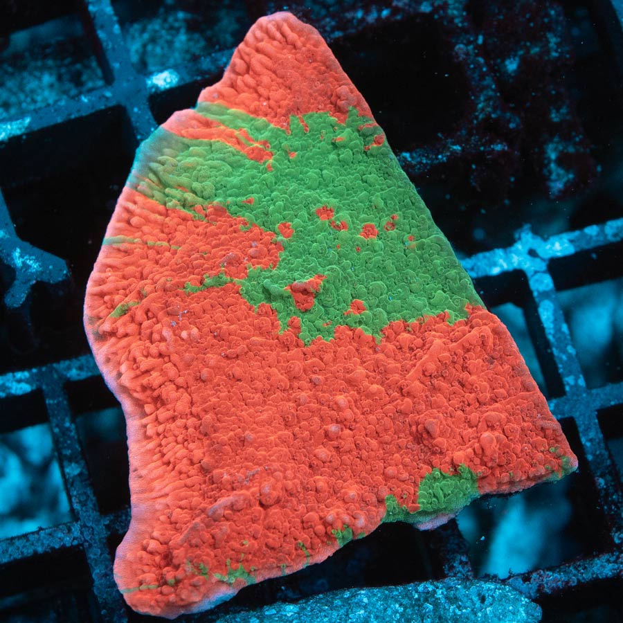 SBM Montipora Grafted 4 cm