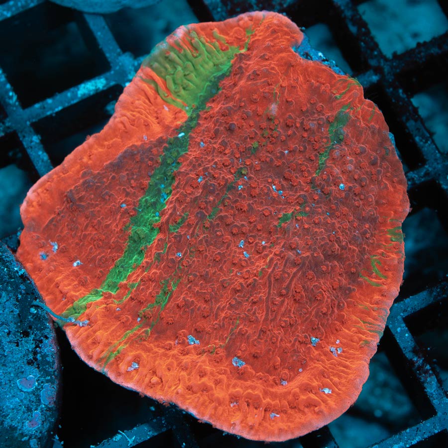 SBM Montipora Grafted 5 cm