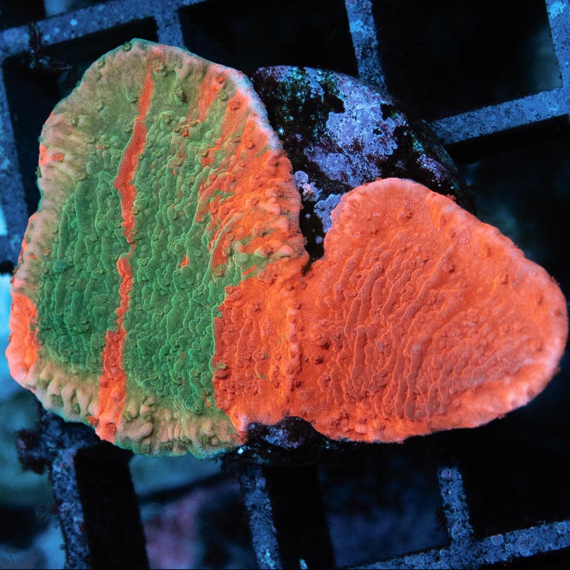 SBM Montipora Grafted