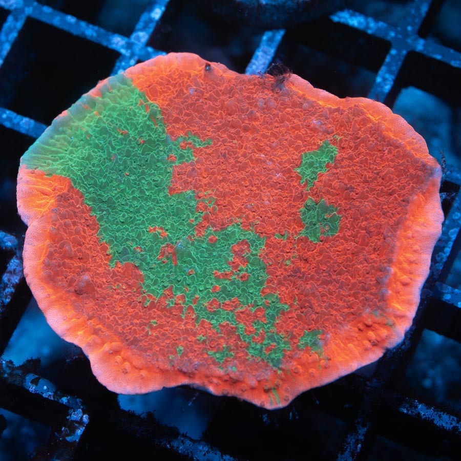 SBM Montipora Grafted