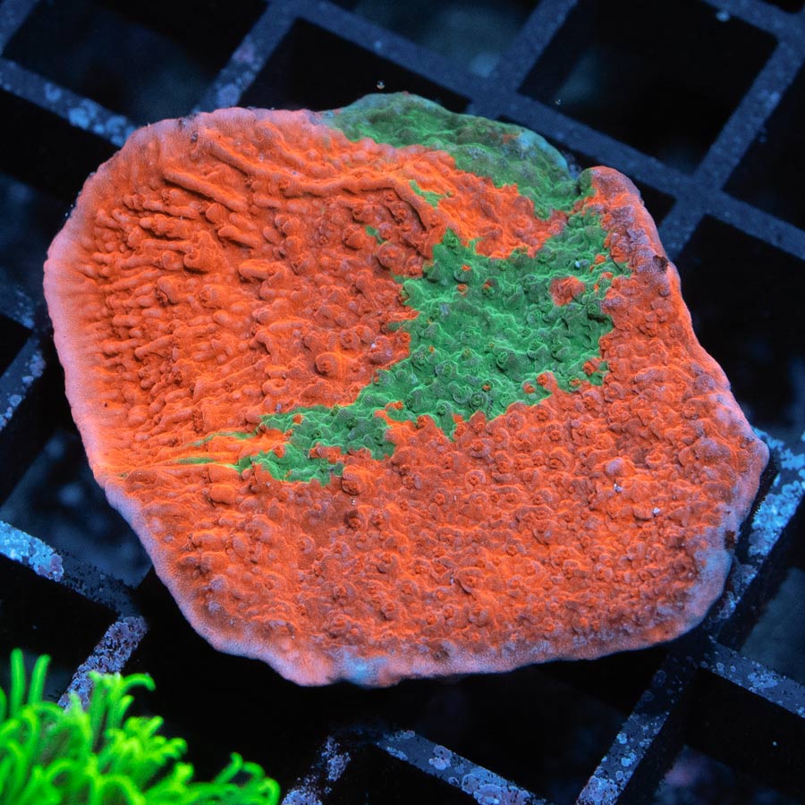 SBM Montipora Grafted