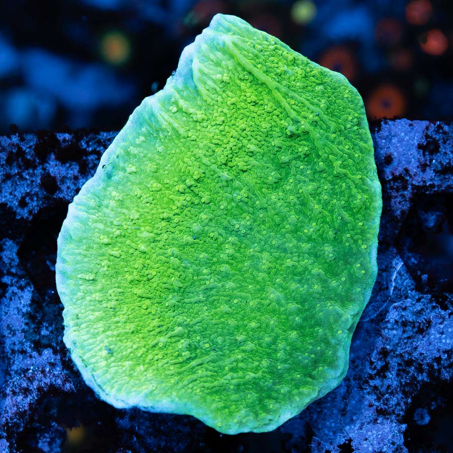 SBM Montipora Plato Lima