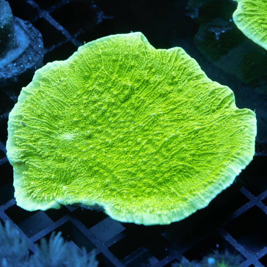 SBM Montipora Plato Lima md