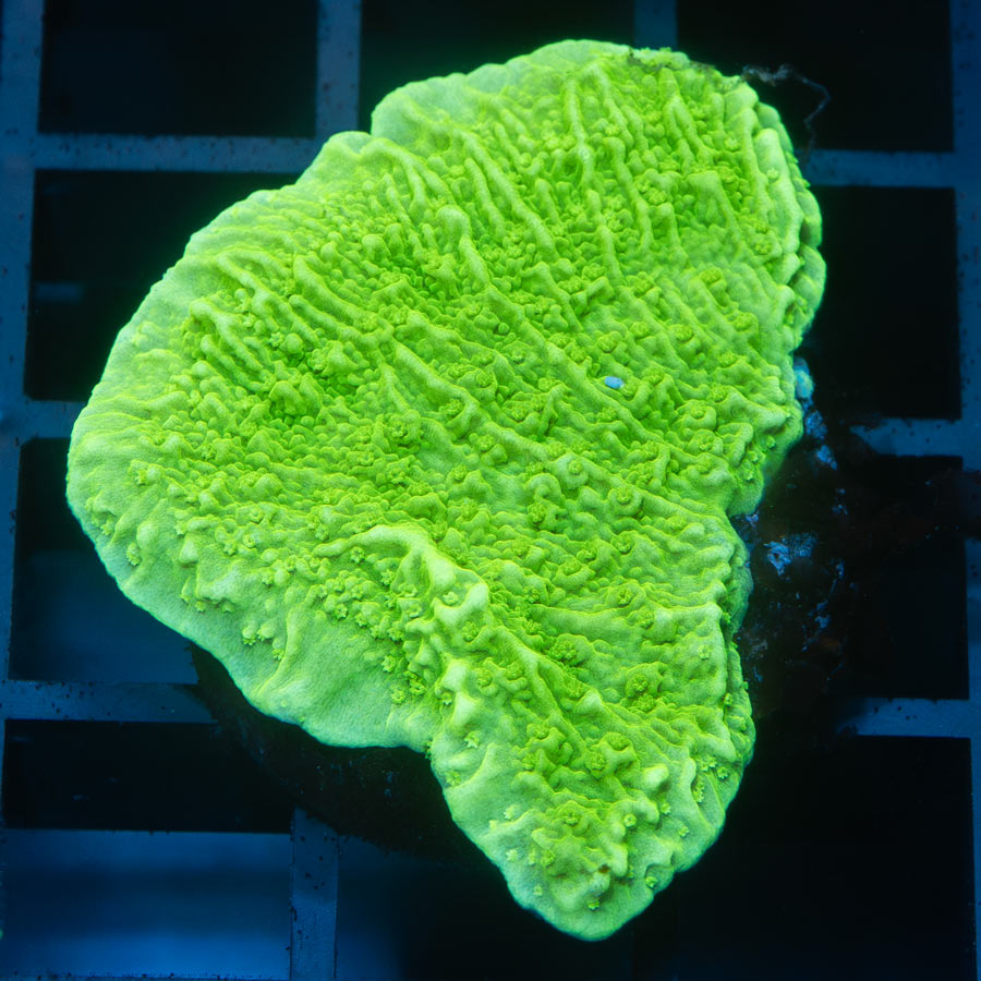 SBM Montipora Plato Lima