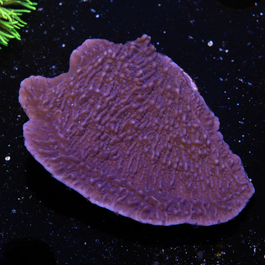 SBM Montipora Plato Morada