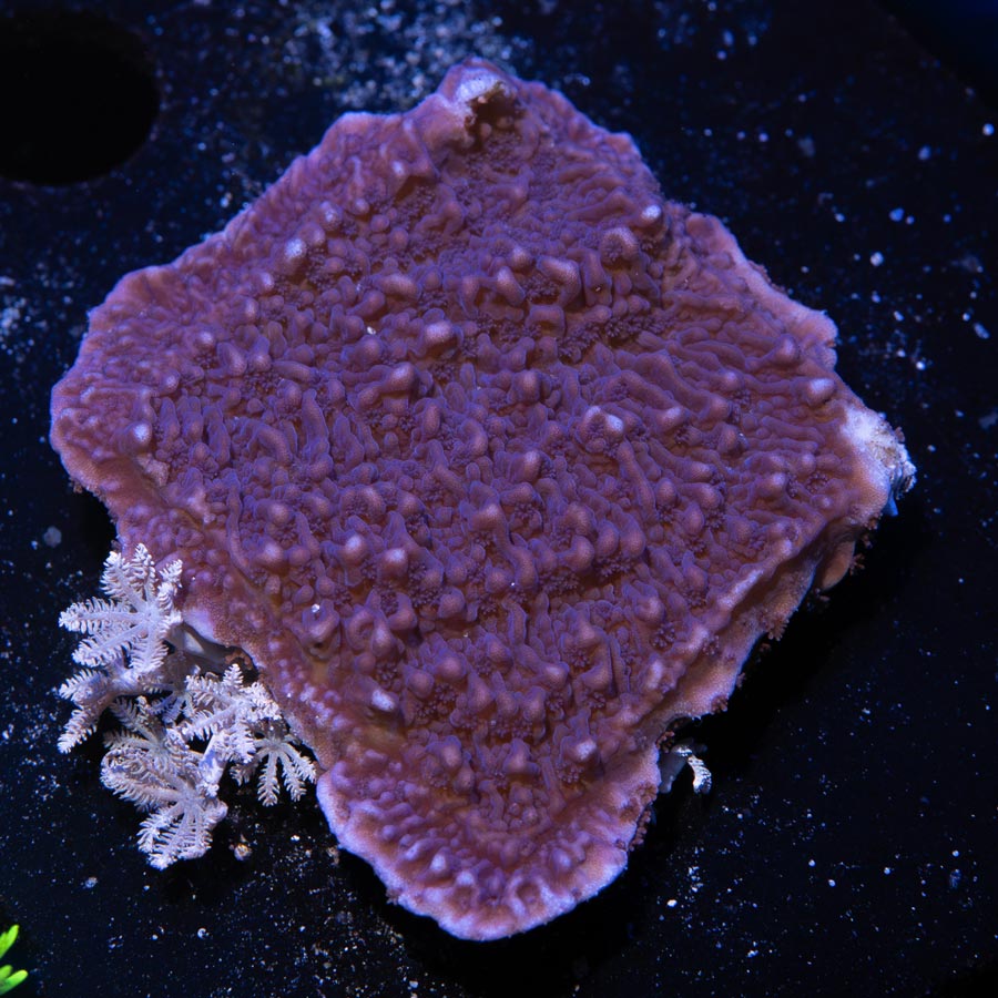 SBM Montipora Plato Morada
