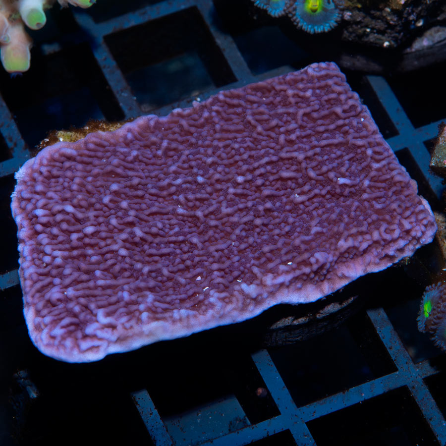SBM Montipora Plato Morada