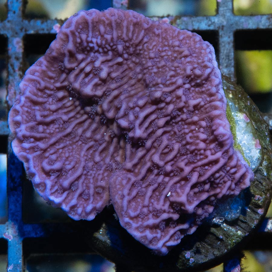 SBM Montipora Plato Morada