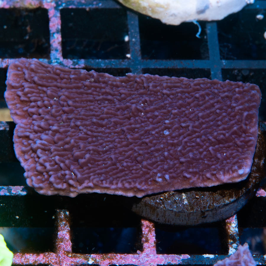 SBM Montipora Plato Morada