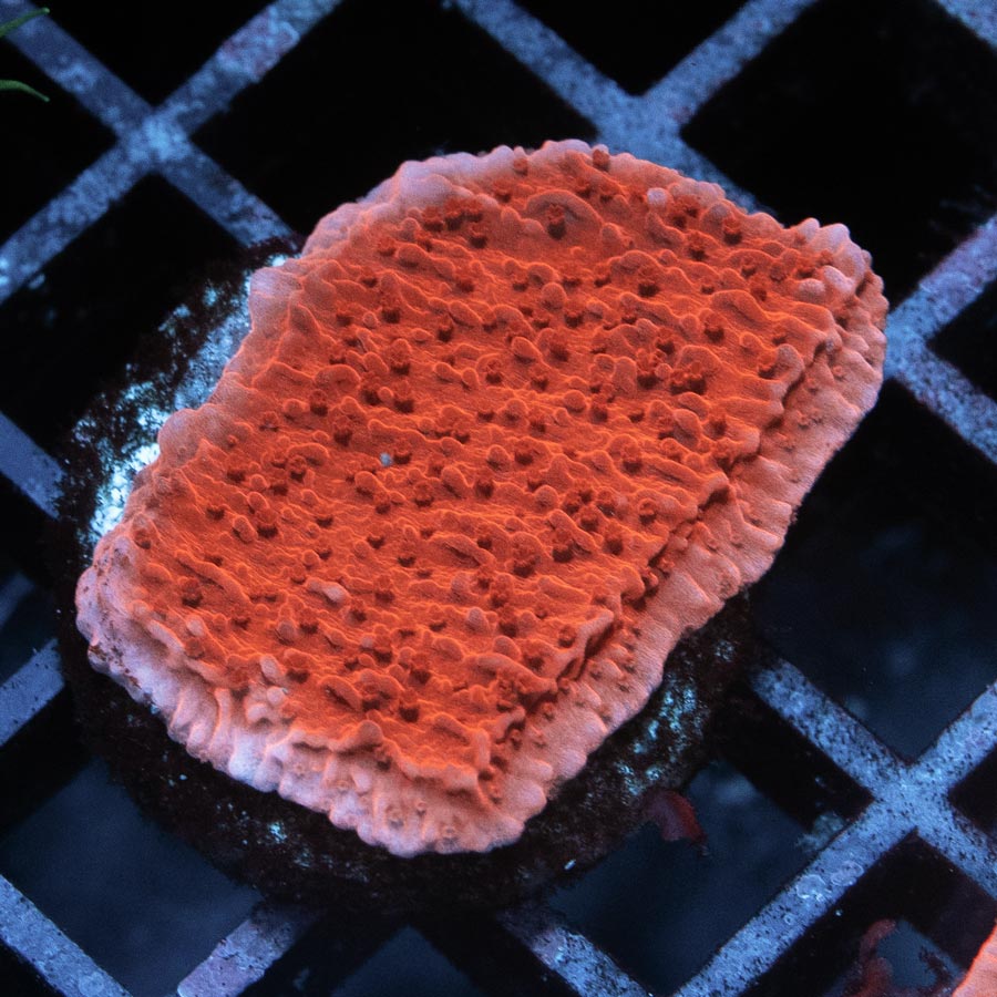 SBM Montipora Plato Roja