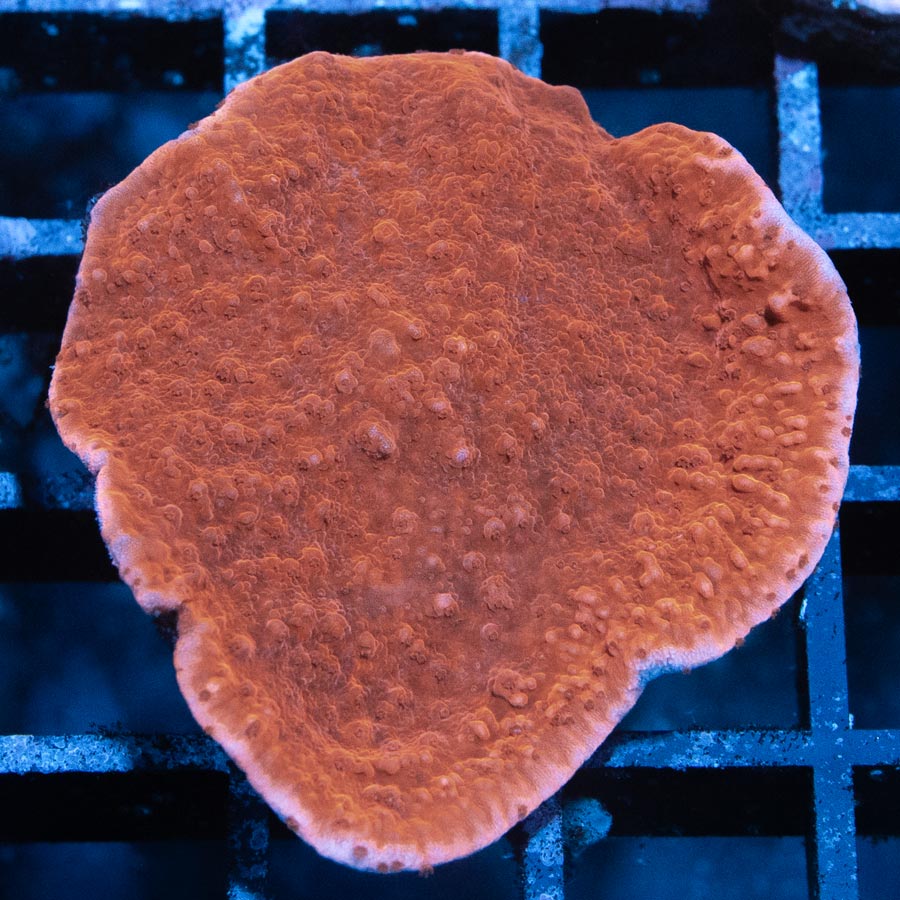 SBM Montipora Plato Roja