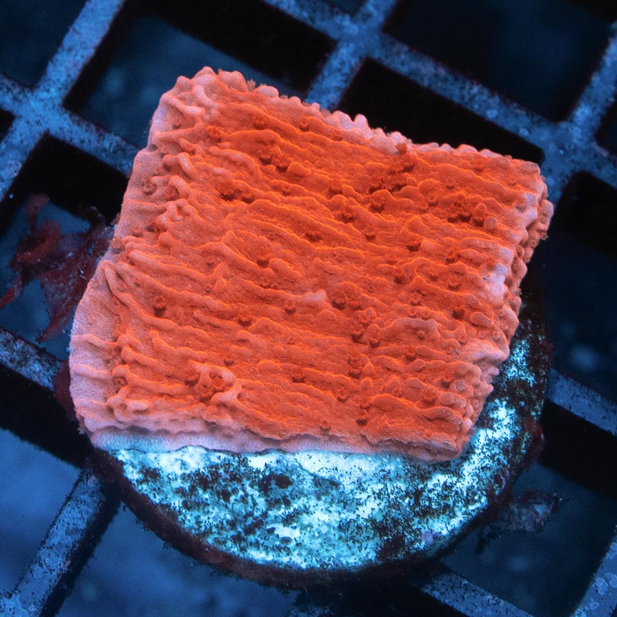 SBM Montipora Plato Roja
