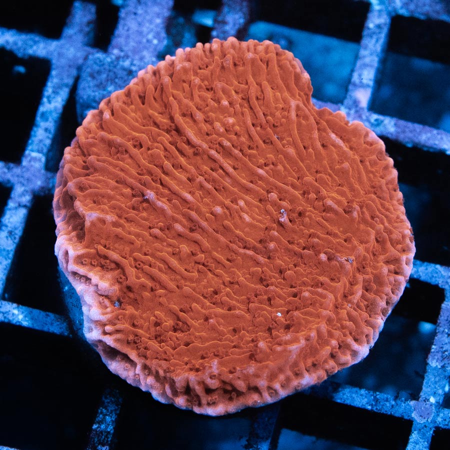SBM Montipora Plato Roja