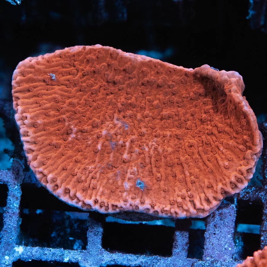 SBM Montipora Plato Roja