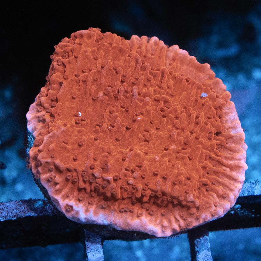 SBM Montipora Plato Roja