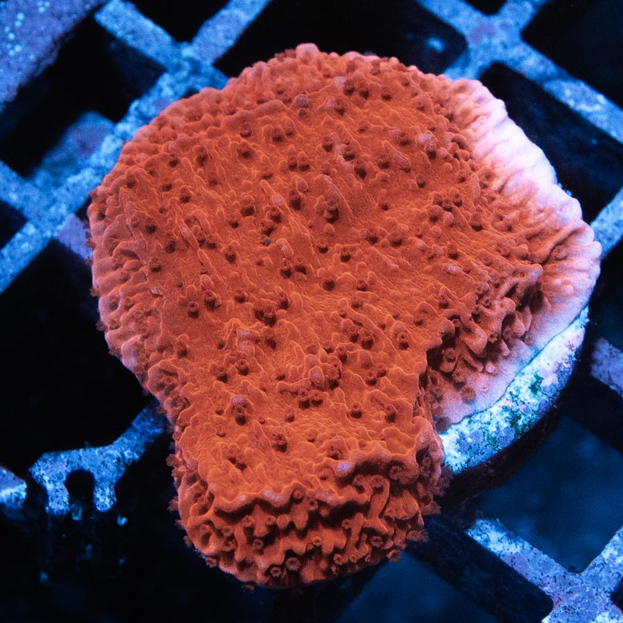 SBM Montipora Plato Roja